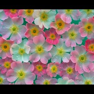 Meet your Posher, De juanae